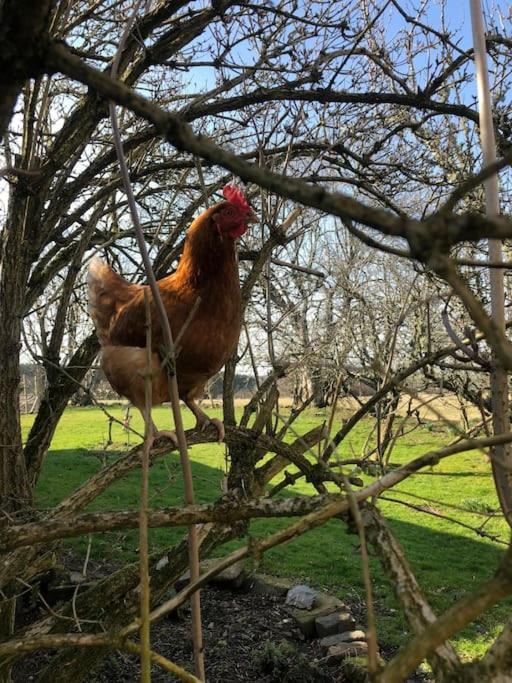 Villa The Steading At Pitmeadow Farm Dunning Esterno foto